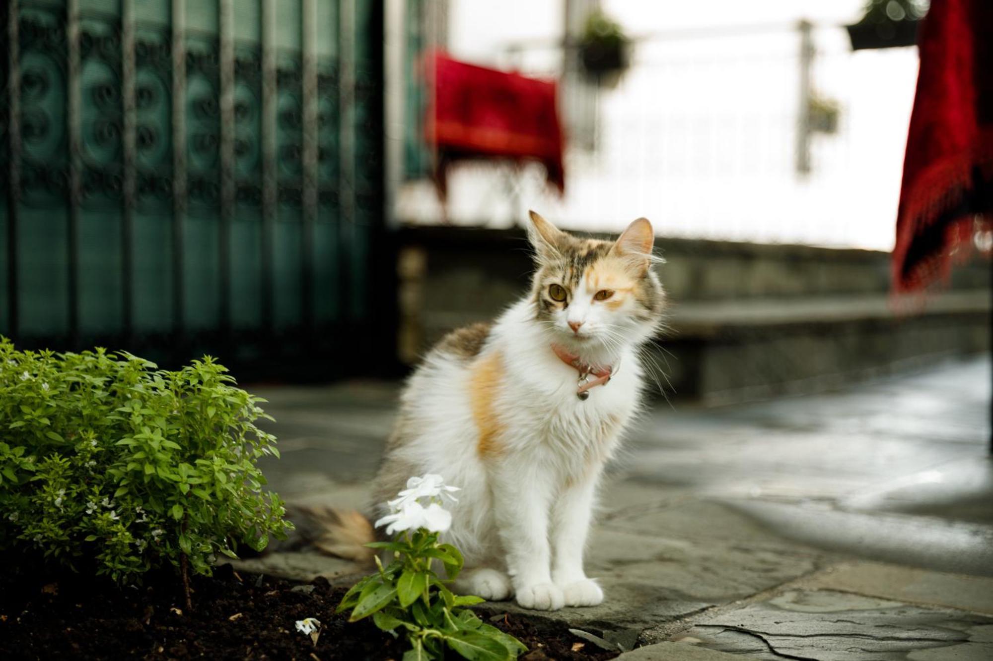 Boutique Hotel Musee Gjirokastër 外观 照片